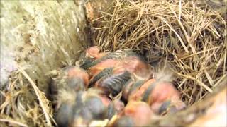 四隻鷦鷯鳥長毛過程 Four Newborn Wrens [upl. by Atiek]