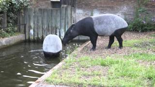 Malayan Tapir  Watch the one on the right at the end [upl. by Trahurn94]