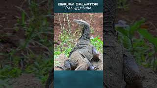 Apa yang akan anda rasakan jika digigit biawak shorts short biawak bayawak shortsvideo [upl. by Nawor]