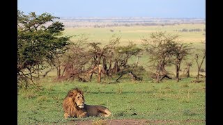 DIAMIR  Tansania  Auf Fotosafari in der Serengeti [upl. by Isabelita]