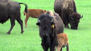 American Bison Herd Native Buffalo In Missoula Montana Cowboy amp Indian Survivors [upl. by Adnorrahs841]