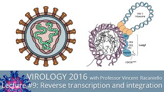 Virology Lectures 2016 9 Reverse transcription and integration [upl. by Medor]