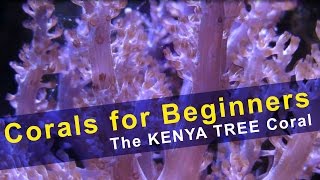 Corals for Beginners  Kenya Tree Coral [upl. by Arag]