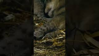 Tiny Lion Cub Tragically Stillborn  Shorts  Nature Bites [upl. by Alleinad832]