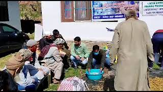 Demonstration of Fortification of poor quality roughages at Sheep Husbandry office Kunan Bpr [upl. by Neeruan]