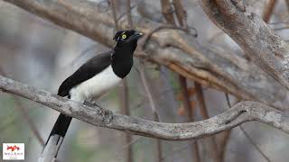 Gralhacancã Cyanocorax cyanopogon Whitenaped Jay [upl. by Shank]