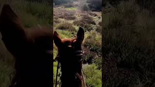 Navigating a steep slope on horseback during the Cuyama Oaks 50mile xpride [upl. by Kiele]