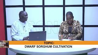 IMPROVED SEEDS 20 3 24 DWARF SORGHUM CULTIVATION [upl. by Arocet]