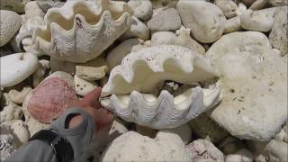 Giant clam shells and jellyfish on the beach Christmas Island Kiribati [upl. by Lihkin]