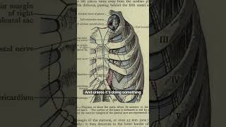 Transversus Thoracis Origin Insertion Anatomy and Function [upl. by Berger185]