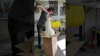 Taxidermy Form Unboxing 📦 taxidermy unboxing [upl. by Ahseirej]