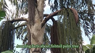 Caryota urens The old well grown fishtail palm tree [upl. by Ayotak]