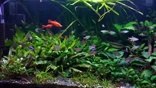 Planted Community Fish Aquarium A quick look around 4 November 2022 [upl. by Enneirda]