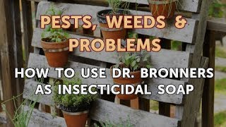 How to Use Dr Bronners As Insecticidal Soap [upl. by Itnahsa280]