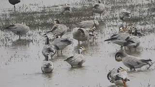 Bar headed geese and spoon billed stork Nice view [upl. by Ahsiekam196]