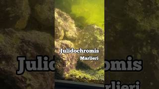 Cichlid Breeding No Filter No Water Change Julidochromis Marlieri Tanganyika Cichlid [upl. by Norreg]