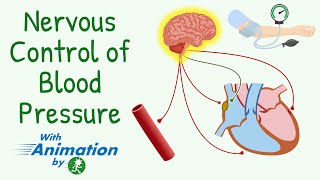 Everything About ShortTerm Regulation of Blood Pressure  Nervous Control of Circulation Animation [upl. by Ortrude]