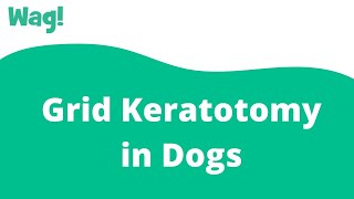 Grid Keratotomy in Dogs  Wag [upl. by Idonna]