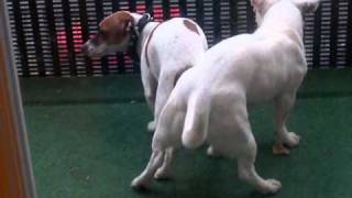 saillie jack russel maya et sawyer 3 [upl. by Hairacaz]