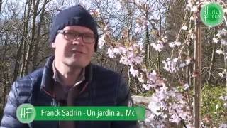 Conseils dexpert  cerisiers japonais pour terrasse et balcon [upl. by Michale668]