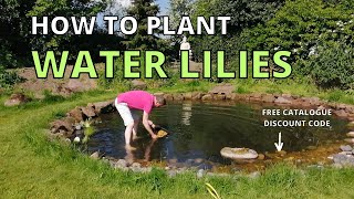 How to plant WATER LILIES in the WILDLIFE POND wildlife garden [upl. by Shandra]