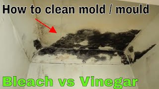 How to remove and kill mold  Bleach vs vinegar [upl. by Omocaig634]