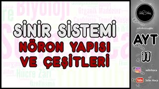 1 Sinir Sistemi  Nöron Yapısı ve Çeşitleri [upl. by Annitsirhc]