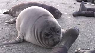 Elephant Seal Pup Encounter on South Georgia Island [upl. by Nihi]