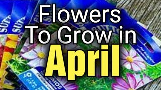 What Flowers to Sow and Grow in April [upl. by Niahs]