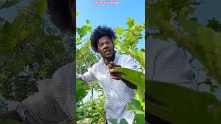 Funny video😂🤣funny comedy shorts surajrox realfools surajroxfunnyvibeo youtubeshorts [upl. by Chandra]