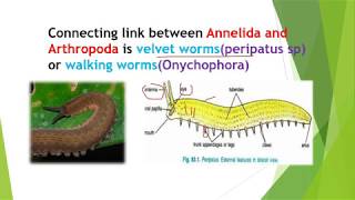 Origin of Insects and Evolution [upl. by Ayarahs]