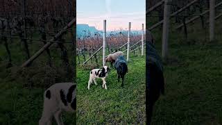 Tscheggen Bergschaf Spotted Mountain Sheep pastureoflife pinotnoir [upl. by Zinn]