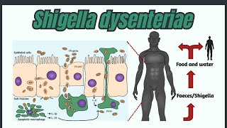 Shigella dysenteriae Clinical Symptoms and Pathogenicity  Bacteriology Lectures [upl. by Pickard]