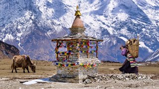 Where Tibet and Nepal Meet Tsum Valley Trekking Nepal Himalaya [upl. by Mcneely276]