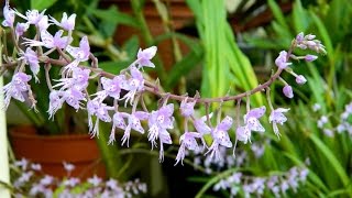 Orchid Houses Botanic Gardens Dublin October 2015 [upl. by Tibold]