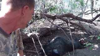 Big Texas Boar and a Small Sow by AR15 [upl. by Noillid100]