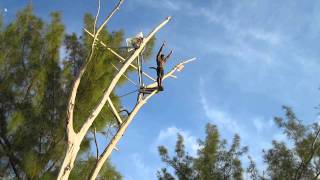 80 Foot Gainer Out of Tree  Cliff Jump in Jamaica [upl. by Walston]