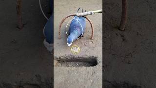 Pigeon trap  bird trap  pura trap making shorts youtubeshorts ytshorts [upl. by Tyrus]