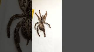 Жизнь и смерть в одном видео Heteroscodra maculata [upl. by O'Connor810]