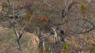 zimbabwe leopard hunt [upl. by Adaline]