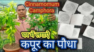 कपूर के पौधे को घर में कैसे लगाऐ  Cinnamomum camphora grow at home  camphor plant care tips [upl. by Isabel]