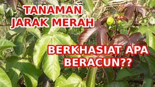 TANAMAN JARAK MERAH  BERKHASIAT APA BERACUN [upl. by Ikik]