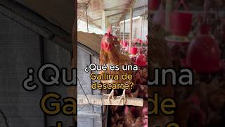 Gallinas en etapa de descarte 🐔 [upl. by Adekan]