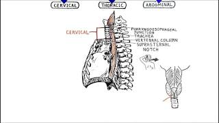 The Oesophagus [upl. by Elehcor]