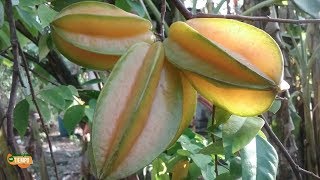 La carambola la fruta que muchos desprecian y no saben para todo lo que sirve [upl. by Drescher]