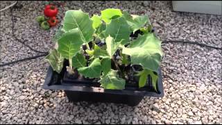 Hydropod Cuttings Propagator  Propagating Naranjilla amp Papaya [upl. by Mick755]