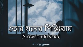 Tor Moner Pinjiray  Jisan Khan Shuvo  Slowed And Reverb  Bengali Lofi  10 PM BENGALI LOFI [upl. by Htrowslle]