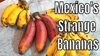 Rare Banana Varieties of Mexico Red Banana Seda Dominico Tobasco  Weird Fruit Explorer Ep 292 [upl. by Tatia]