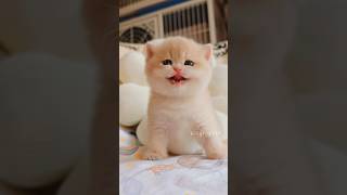 The little kitten is meowing💕😻 meow cute kitten cat [upl. by Valleau]