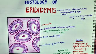 Histology Of Epididymis [upl. by Yantruoc]